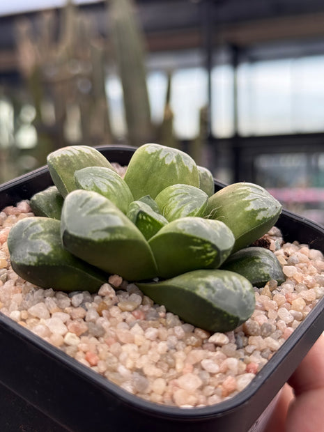 Haworthia ‘Wolf Ball’