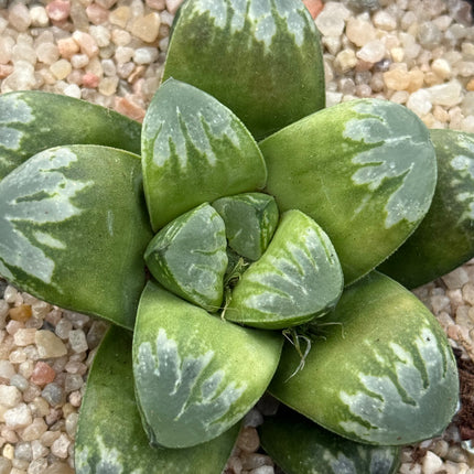 Haworthia ‘Wolf Ball’