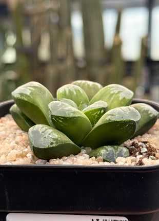 Haworthia 'Wolf Ball'