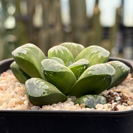 Haworthia ‘Wolf Ball’