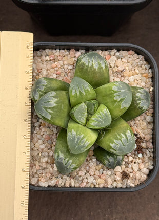 Haworthia 'Wolf Ball'