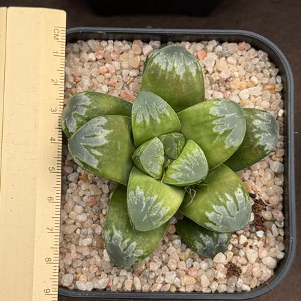 Haworthia ‘Wolf Ball’