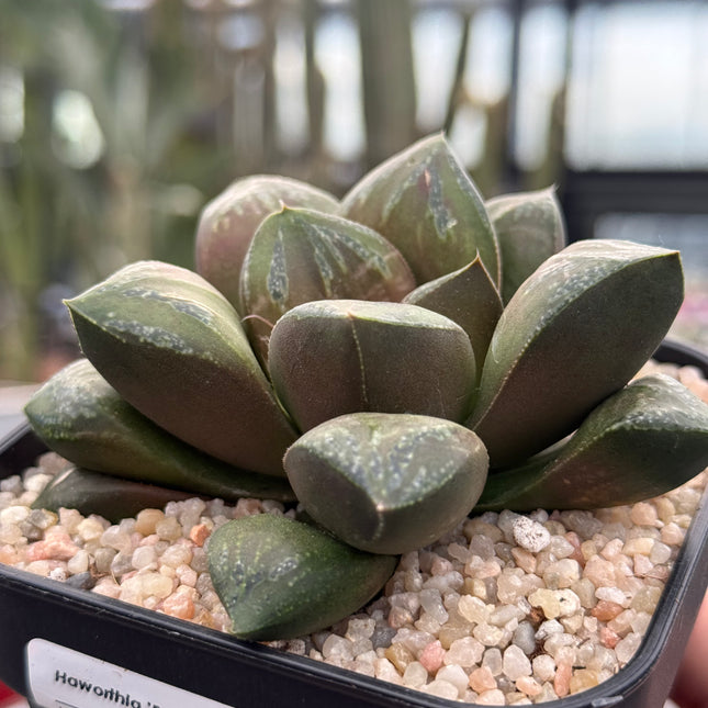 Haworthia ‘Raiden’