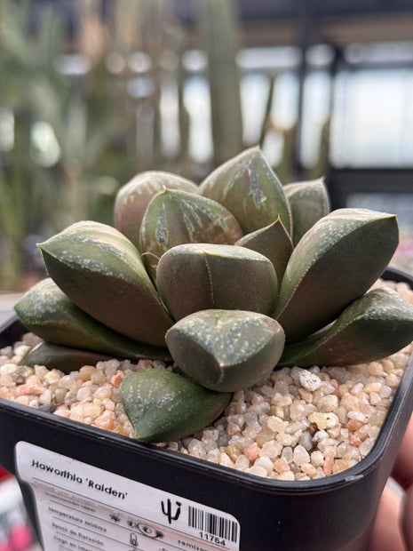 Haworthia ‘Raiden’