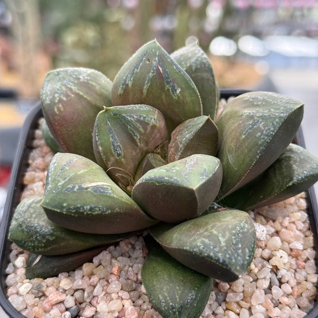 Haworthia ‘Raiden’