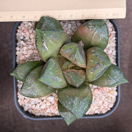 Haworthia ‘Raiden’