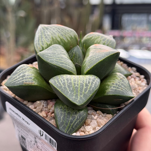 Haworthia ‘Monju’