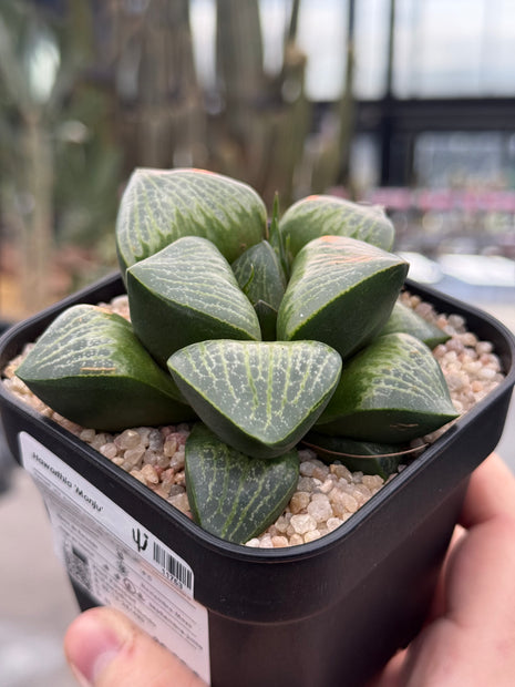 Haworthia ‘Monju’