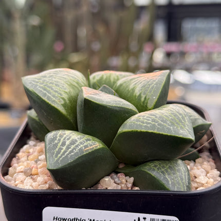 Haworthia ‘Monju’