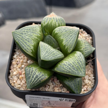 Haworthia ‘Monju’