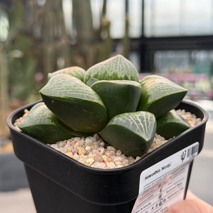 Haworthia ‘Monju’