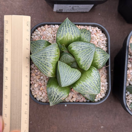 Haworthia ‘Monju’