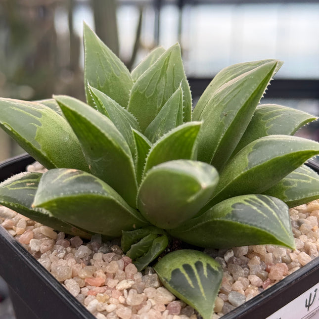 Haworthia turgida ‘Globe’