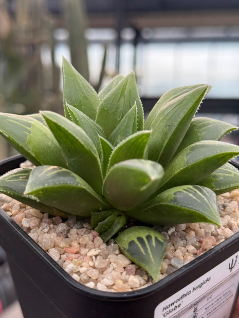 Haworthia turgida ‘Globe’