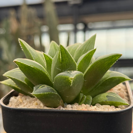 Haworthia turgida ‘Globe’