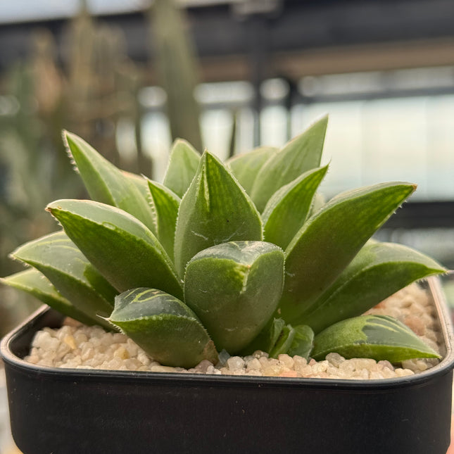 Haworthia turgida ‘Globe’