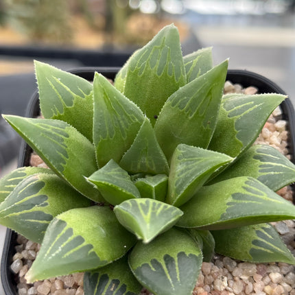 Haworthia turgida ‘Globe’