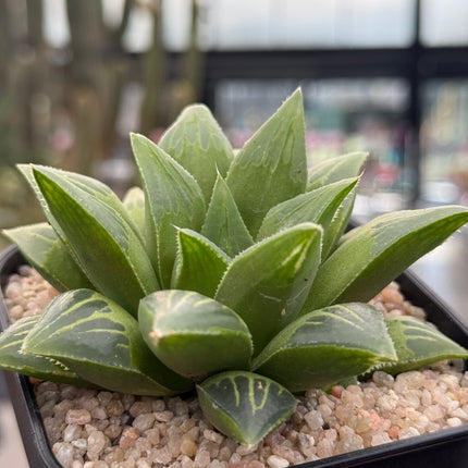 Haworthia turgida ‘Globe’