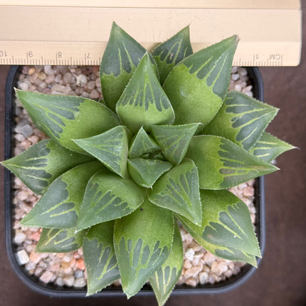 Haworthia turgida ‘Globe’