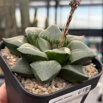 Haworthia ‘Akanko’