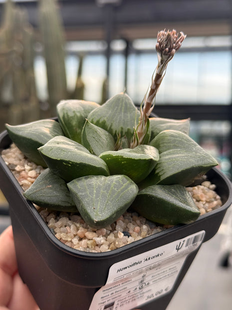 Haworthia ‘Akanko’