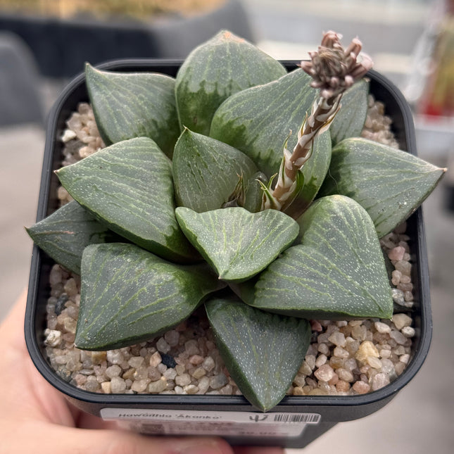 Haworthia ‘Akanko’