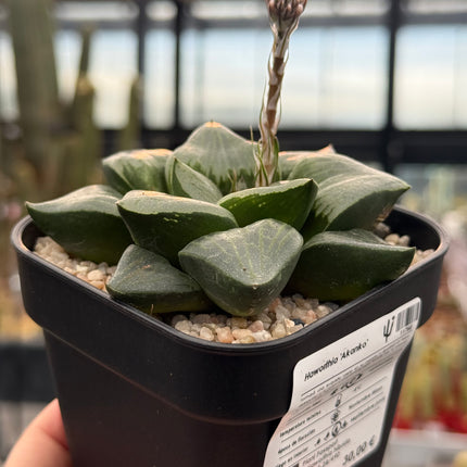 Haworthia ‘Akanko’