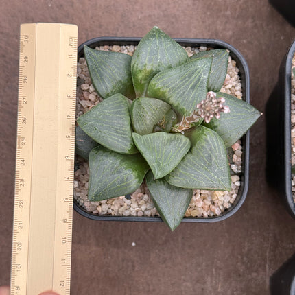 Haworthia ‘Akanko’