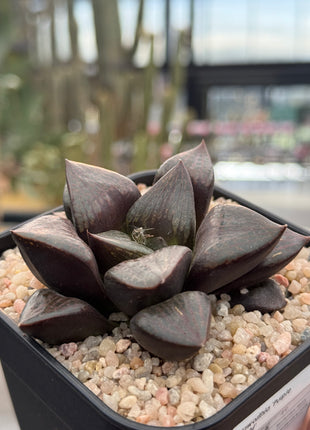 Haworthia 'Purple Knight'