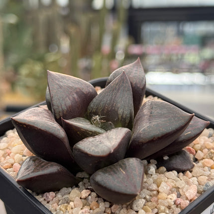 Haworthia ‘Purple Knight’