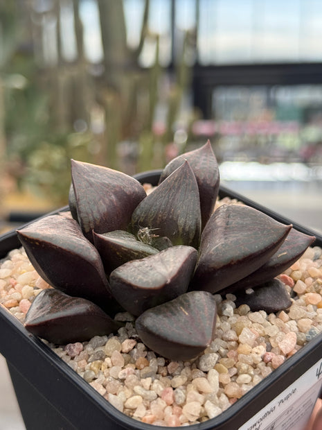 Haworthia ‘Purple Knight’
