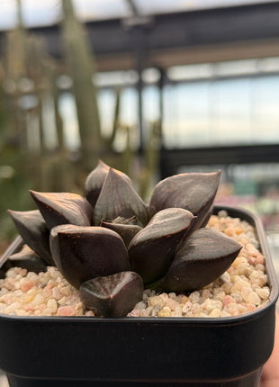 Haworthia 'Purple Knight'