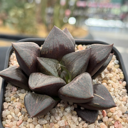 Haworthia ‘Purple Knight’