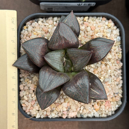 Haworthia ‘Purple Knight’