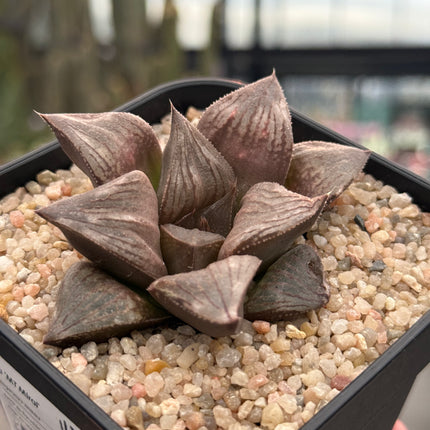 Haworthia ‘Mt Miral’
