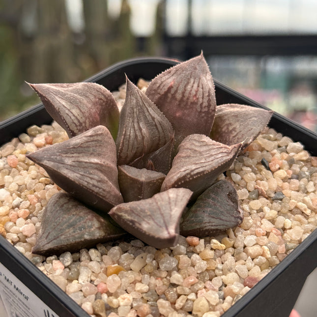 Haworthia ‘Mt Miral’