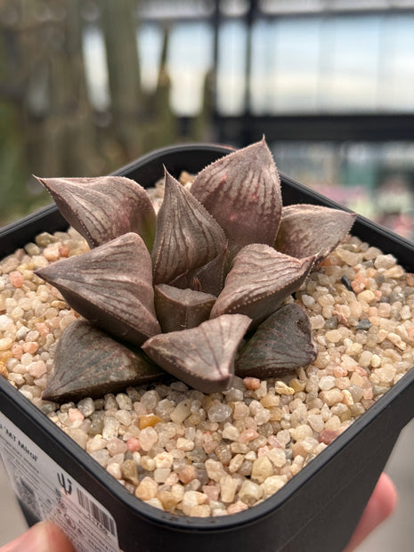 Haworthia ‘Mt Miral’