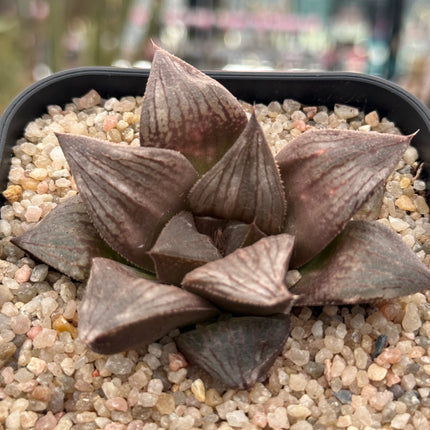Haworthia ‘Mt Miral’