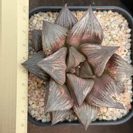 Haworthia ‘Mt Miral’