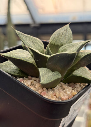 Haworthia magnifica var. splendens