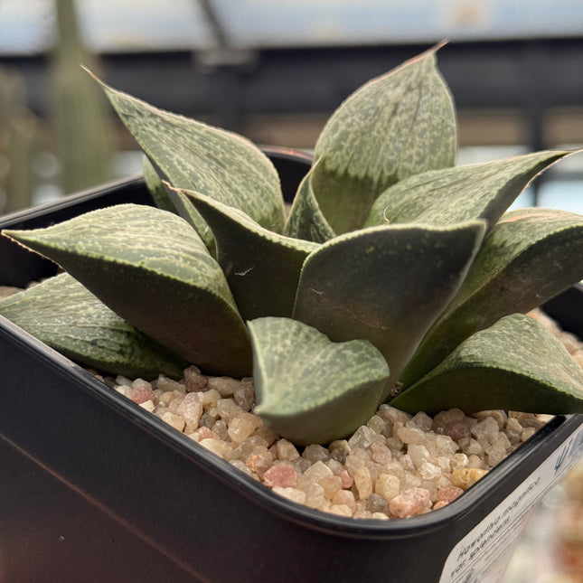 Haworthia magnifica var. splendens