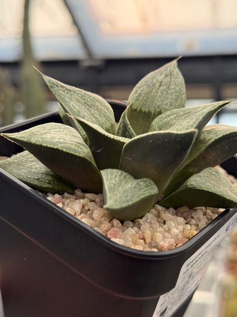 Haworthia magnifica var. splendens