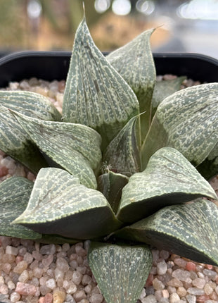 Haworthia magnifica var. splendens