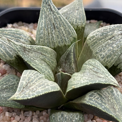 Haworthia magnifica var. splendens
