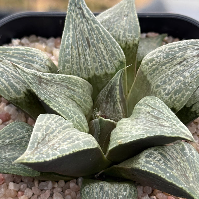 Haworthia magnifica var. splendens