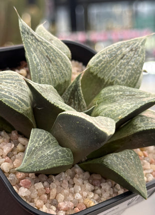 Haworthia magnifica var. splendens
