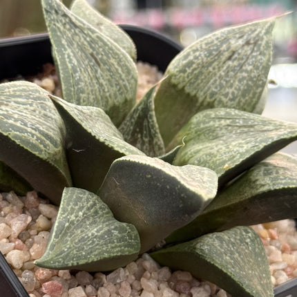 Haworthia magnifica var. splendens