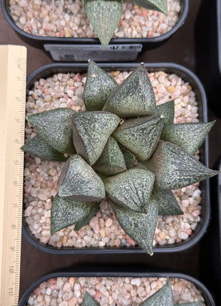 Haworthia magnifica var. splendens