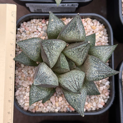 Haworthia magnifica var. splendens