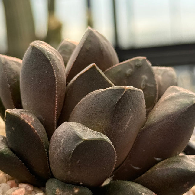 Haworthia ‘Akaibo’